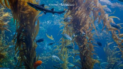 SMALL-Scripps-Kelp_Tank.jpg
