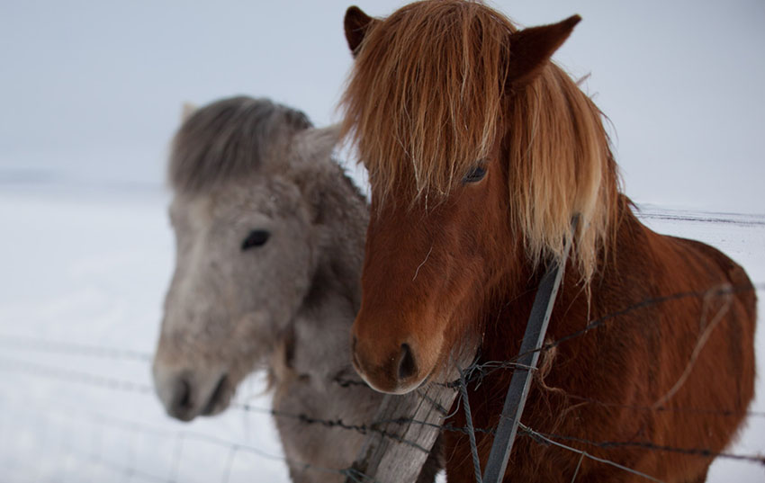 Close up photography two horses in Iceland